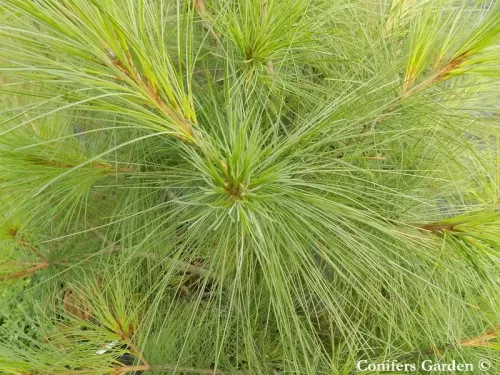 Pinus ayacahuite var. veitchii - Pino di Veitch