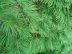 Pseudolarix