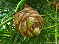 Sciadopitys verticillata