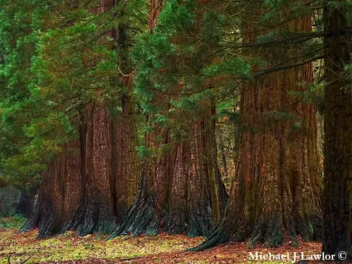 Sequoiadendron giganteum - Sequoia gigante