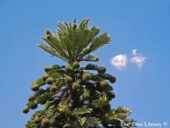 Wollemia nobilis 