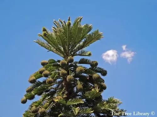 Wollemia nobilis - Wollemia 